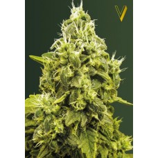 Семена конопли Jack Hammer (Jack Herer) Феминизированные Victory seeds
